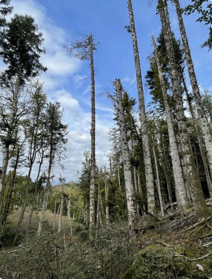 Dégâts sur une parcelle très exposée au vent, coupe totale en préparation - Mayres 63