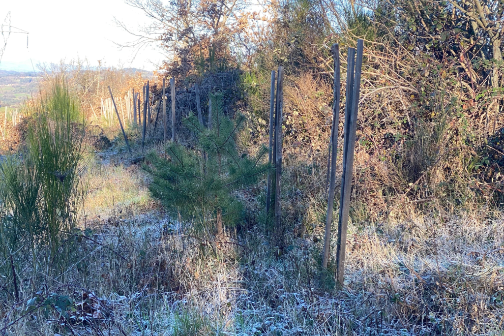 Travaux de reboisement automne 2024 - Saint Pal de Senouire, 43