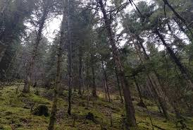 Estimation pour succession d'une jeune forêt de résineux, Jax 43